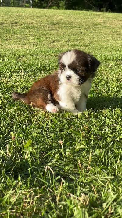 Gabe, a male Shih Tzu for sale in Bonaparte, IA – 6 of 10