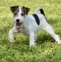 Alice, a female Wire Fox Terrier for sale in Bonaparte, IA – 1 of 10