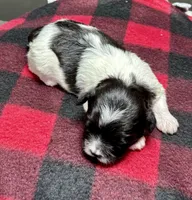 Heidi, a male Shichon for sale in Bonaparte, IA – 5 of 9