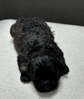 Ina, a female Shihpoo for sale in Bonaparte, IA – 2 of 6