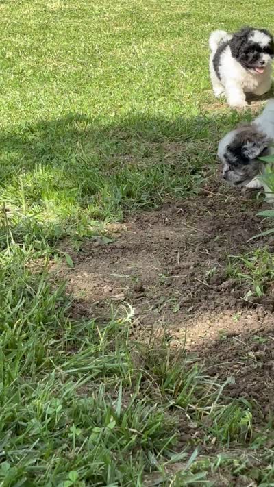 Etta, a female Shihpoo for sale in Bonaparte, IA – 10 of 10