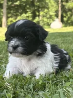 Heidi, a male Shichon for sale in Bonaparte, IA – 6 of 10