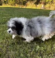 Jan, a female Shihpoo for sale in Bonaparte, IA – 8 of 9