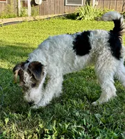 Alice, a female Wire Fox Terrier for sale in Bonaparte, IA – 5 of 10