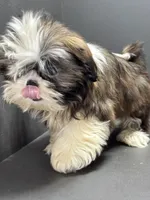 processed/82f1eccb-1b49-4800-a138-e407c753f581/listing/9e689072-cd0a-4343-b7cf-d264a4266d9f/11b57744-8839-4ec2-8847-a9da8074579d