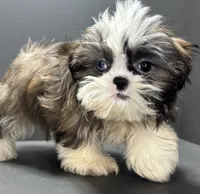 processed/82f1eccb-1b49-4800-a138-e407c753f581/listing/9e689072-cd0a-4343-b7cf-d264a4266d9f/d1780847-bf44-44cf-8165-209b518455a5