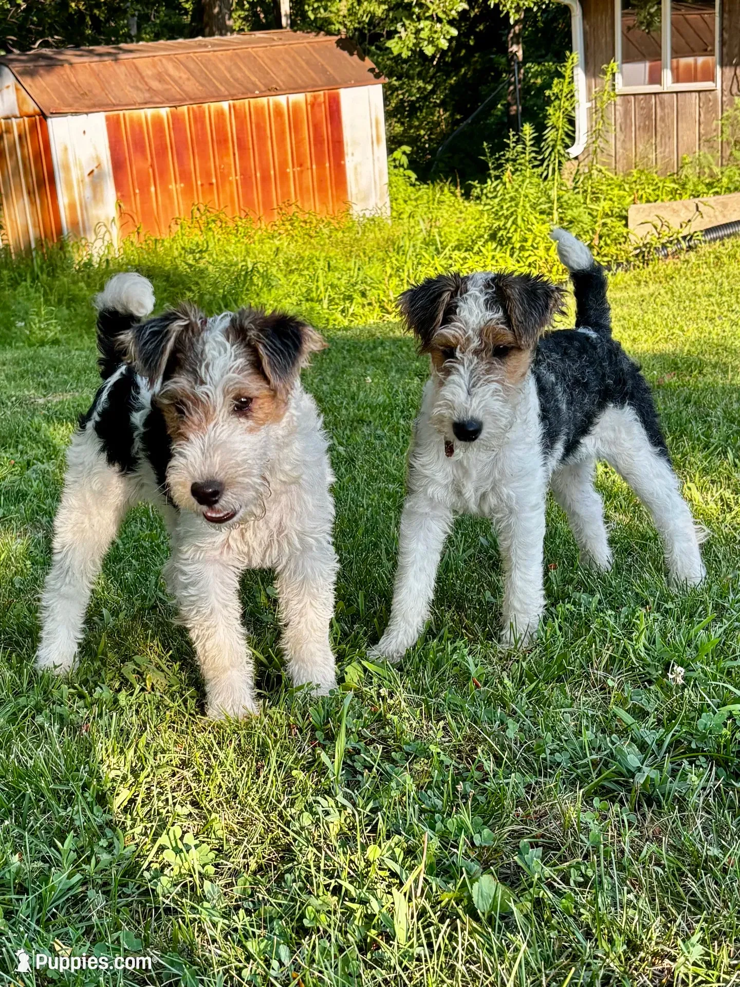 Quenby, a female Wire Fox Terrier for sale in Bonaparte, IA – 6 of 10