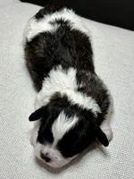 Ivy, a female Shihpoo for sale in Bonaparte, IA – 2 of 8
