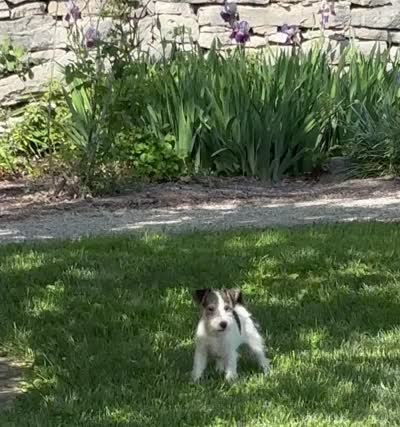 Alice, a female Wire Fox Terrier for sale in Bonaparte, IA – 7 of 10