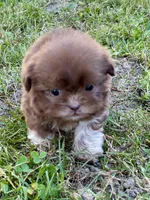 Ned, a male Shih Tzu for sale in Bonaparte, IA – 6 of 10