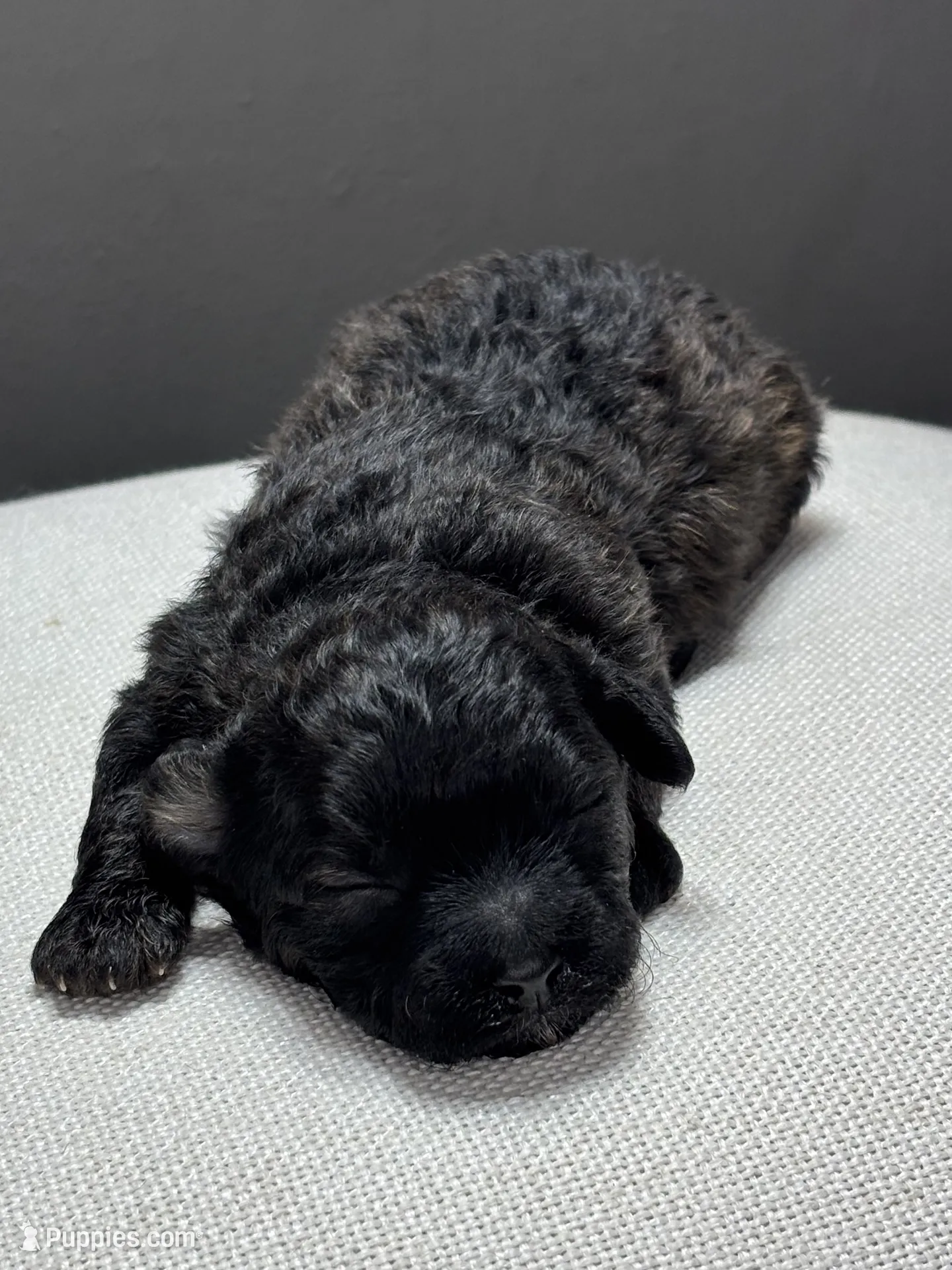 Ina – Shihpoo Puppy for Sale in Bonaparte, IA | Puppies.com