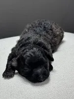 Ina, a female Shihpoo for sale in Bonaparte, IA – 4 of 6