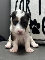 Alma, a female Wire Fox Terrier for sale in Bonaparte, IA – Photo 1 of 5