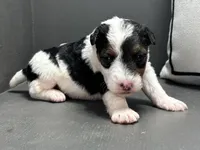 Alma, a female Wire Fox Terrier for sale in Bonaparte, IA – Photo 3 of 5