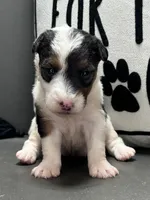 Alma, a female Wire Fox Terrier for sale in Bonaparte, IA – Photo 2 of 5