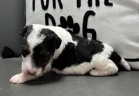 Alma, a female Wire Fox Terrier for sale in Bonaparte, IA – Photo 5 of 5