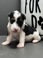 Alma, a female Wire Fox Terrier for sale in Bonaparte, IA – Photo 4 of 5