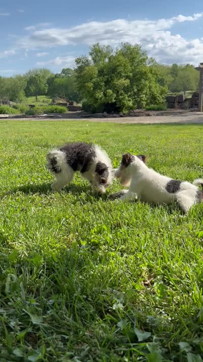 Alice, a female Wire Fox Terrier for sale in Bonaparte, IA – 10 of 10