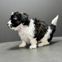 Frankie, a male Shihpoo for sale in Bonaparte, IA – 2 of 10