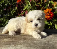 Penny, a female Maltipoo for sale in Bonaparte, IA – 2 of 10