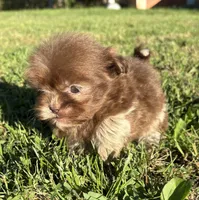 Ned, a male Shih Tzu for sale in Bonaparte, IA – 9 of 10