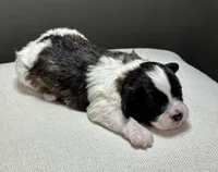 Ivy, a female Shihpoo for sale in Bonaparte, IA – 6 of 8