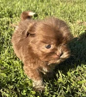 Ned, a male Shih Tzu for sale in Bonaparte, IA – 7 of 10
