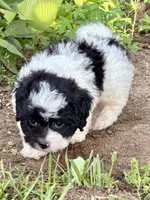 Elroy, a male Shihpoo for sale in Bonaparte, IA – 2 of 10