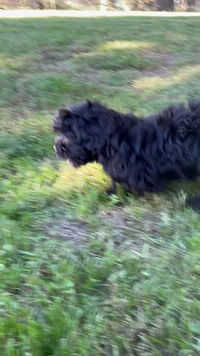 Ken, a male Shihpoo for sale in Bonaparte, IA – 10 of 10
