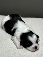 Herb, a male Shichon for sale in Bonaparte, IA – 7 of 7