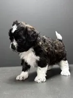 Fonzie, a male Shihpoo for sale in Bonaparte, IA – 7 of 9