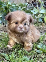 Nancy, a female Shih Tzu for sale in Bonaparte, IA – 1 of 10
