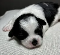 Herb, a male Shichon for sale in Bonaparte, IA – 6 of 7