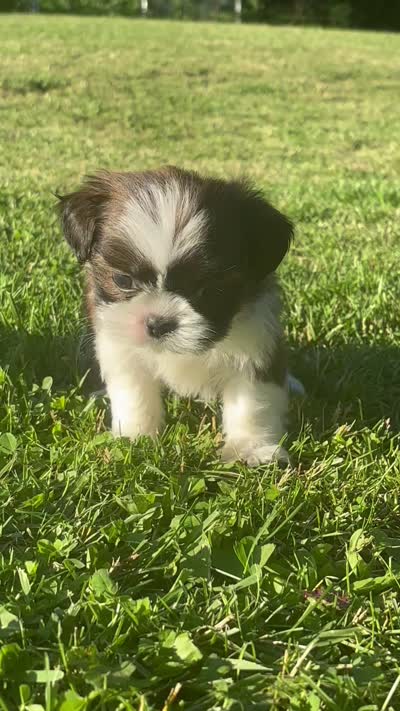 Gabe, a male Shih Tzu for sale in Bonaparte, IA – 8 of 10
