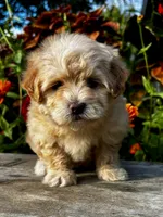 Patty, a female Maltipoo for sale in Bonaparte, IA – 4 of 10