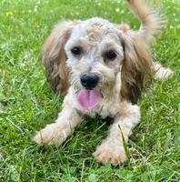 Zeke, a male Shihpoo for sale in Bonaparte, IA – 5 of 9