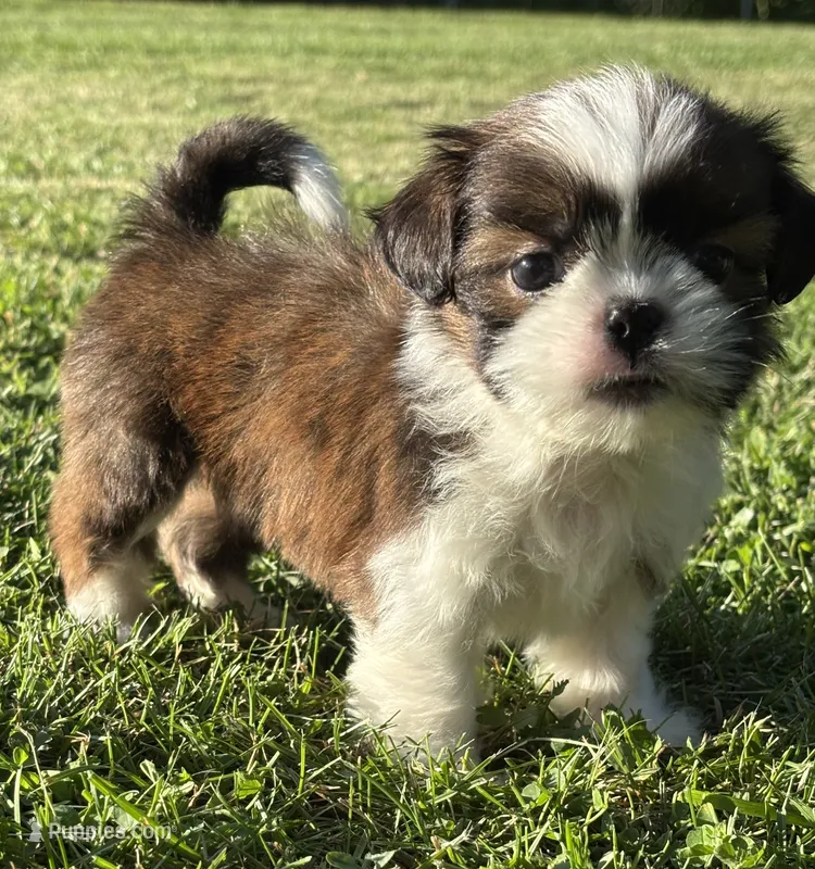 Gabe – Shih Tzu puppy for sale in Bonaparte, IA