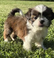 Gabe, a male Shih Tzu for sale in Bonaparte, IA – 1 of 10