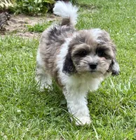 Freddie, a male Shihpoo for sale in Bonaparte, IA – 7 of 10