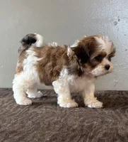 Zira, a female Shihpoo for sale in Bonaparte, IA – Photo 5 of 10