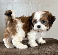Zira, a female Shihpoo for sale in Bonaparte, IA – Photo 3 of 10