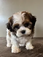 Zira, a female Shihpoo for sale in Bonaparte, IA – Photo 2 of 10