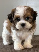 Zira, a female Shihpoo for sale in Bonaparte, IA – Photo 7 of 10