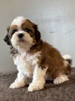 Zira, a female Shihpoo for sale in Bonaparte, IA – Photo 4 of 10