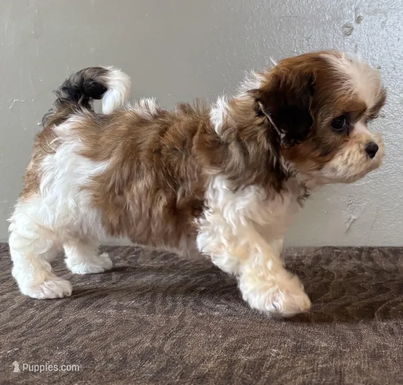 Zira – Shihpoo puppy for sale in Bonaparte, IA