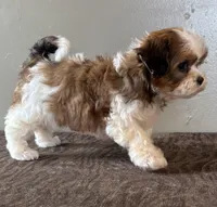 Zira, a female Shihpoo for sale in Bonaparte, IA – Photo 1 of 10