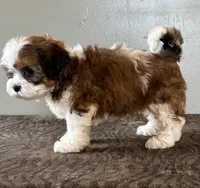 Zira, a female Shihpoo for sale in Bonaparte, IA – Photo 9 of 10
