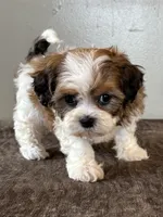 Zira, a female Shihpoo for sale in Bonaparte, IA – Photo 8 of 10