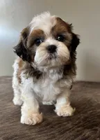 Zira, a female Shihpoo for sale in Bonaparte, IA – Photo 10 of 10