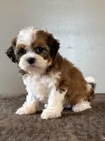 Zira, a female Shihpoo for sale in Bonaparte, IA – Photo 6 of 10